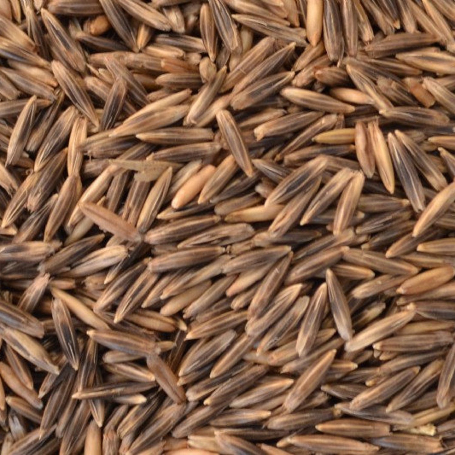 Grain Seeds Black Oats Vegetable Gardening