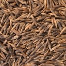 Grain Seeds Black Oats Vegetable Gardening