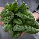 Noble Giant Spinach Seeds Open Pollinated Vegetable Gardening