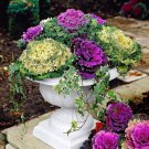 Flower Seeds Ornamental Cabbage Seeds Annual Flowers Cool Season Easy Care