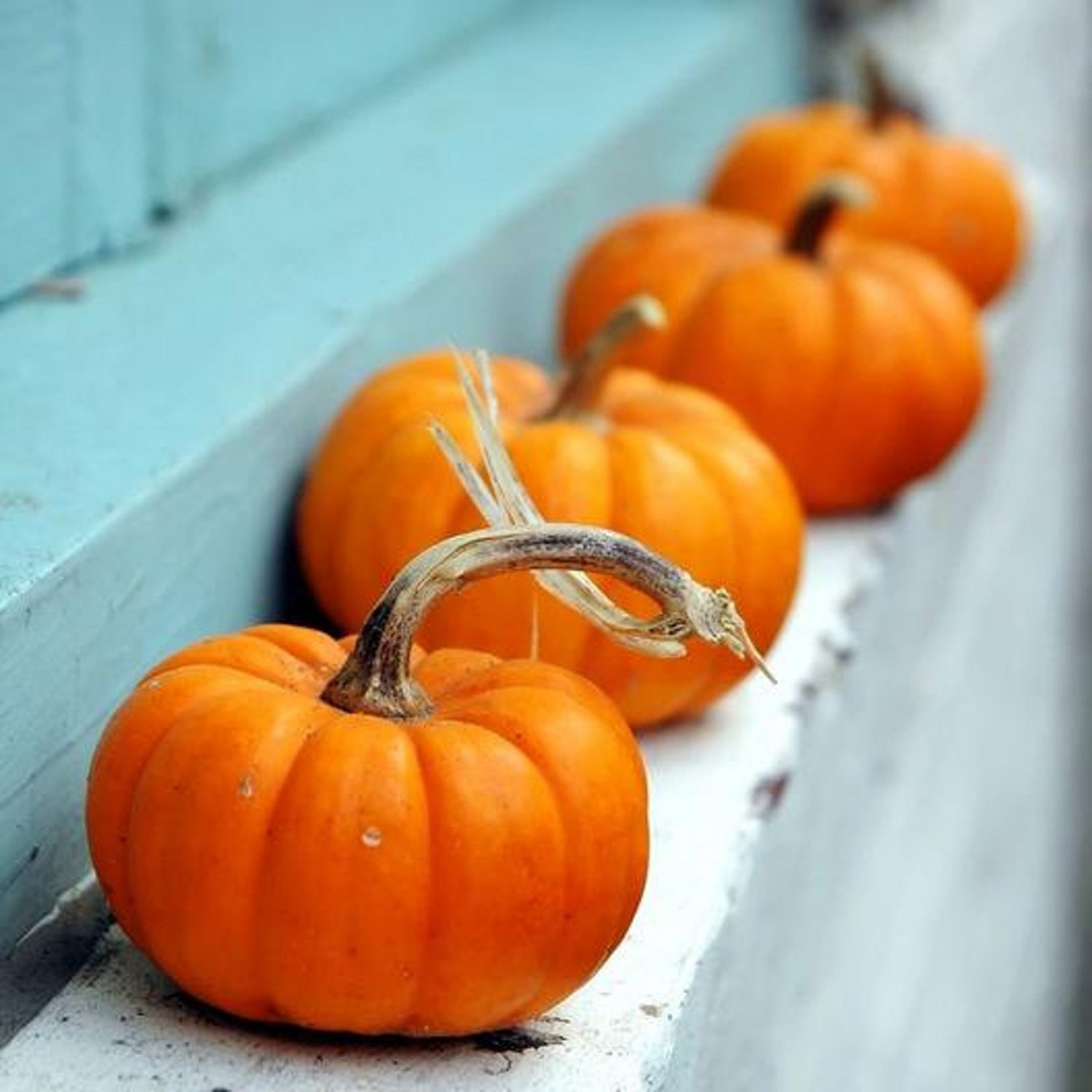 Pumpkin Seeds Jack Be Little Pumpkin Vegetable Gardening