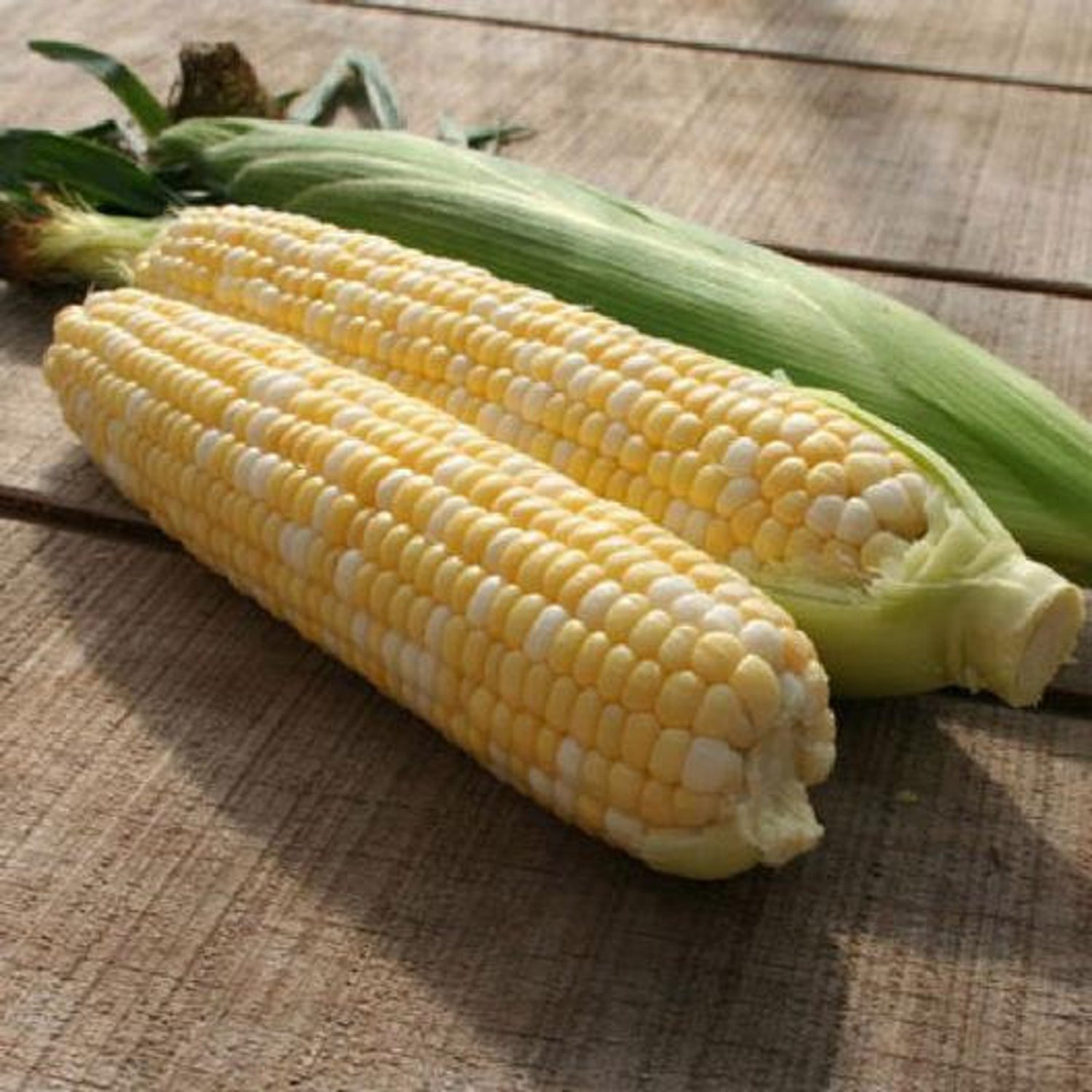 Bilicious Corn Seeds Open Pollinated Vegetable Gardening
