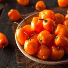 Hot Pepper Seeds Habanero Orange Harvest Vegetable Gardening