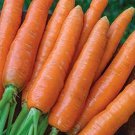 Danvers Carrot Seeds Vegetable Gardening Seller