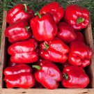 King Of The North Sweet Pepper Seeds Open Pollinated Seeds Vegetable Gardening