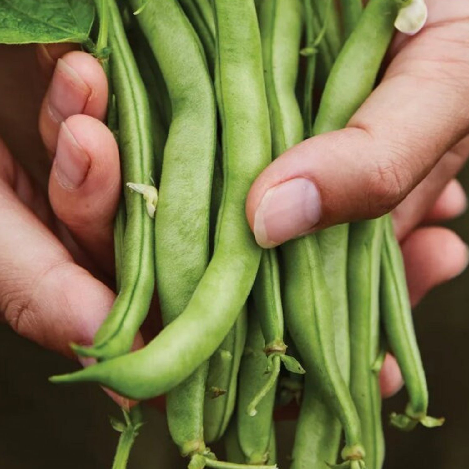 Burpees Stringless Bean Seeds Green Bean Seeds Open Pollinated Vegetable Gardening