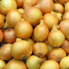 Onion Seeds Sweet Yellow Spanish Open Pollinated Vegetable Gardening