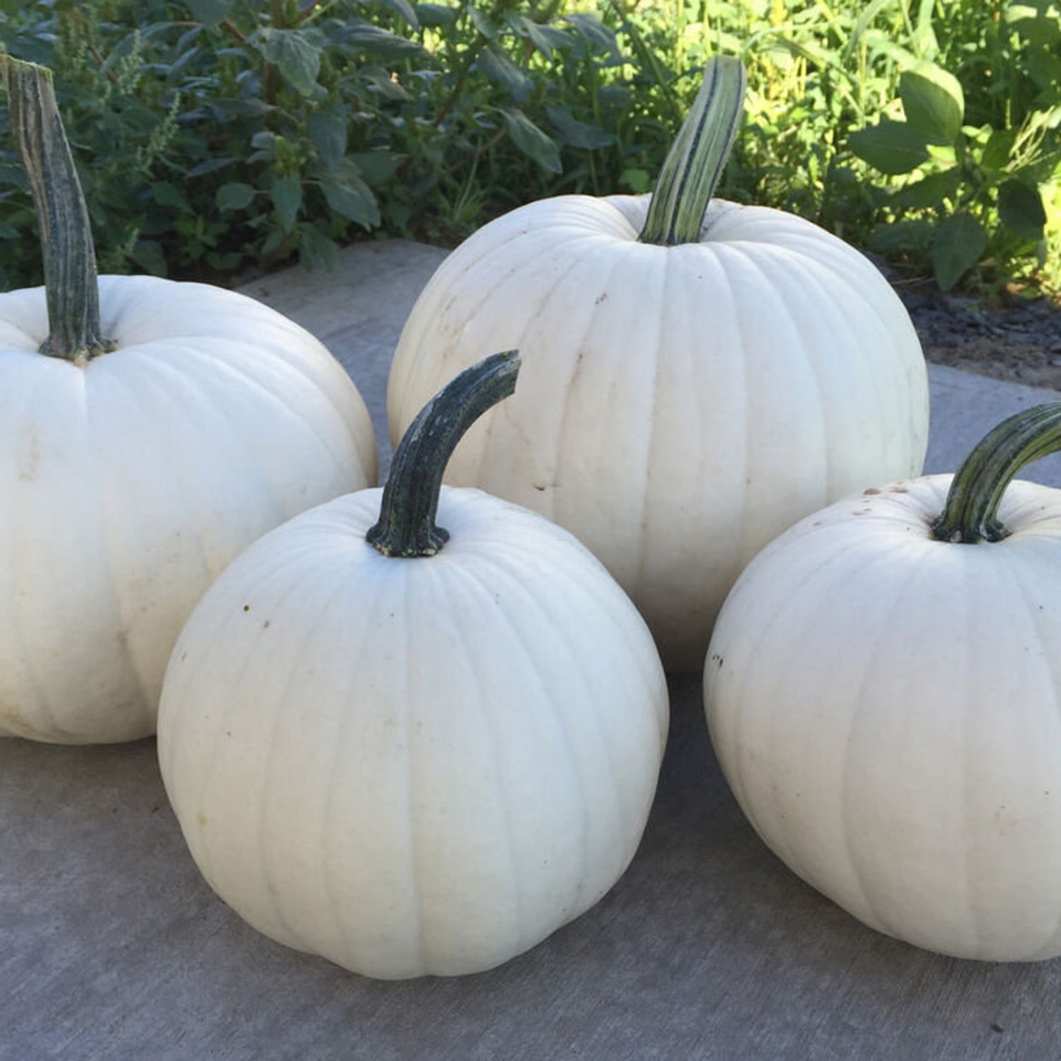 Blanco Pumpkin Seeds White Pumpkin Vegetable Gardening