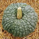 Rare Pumpkin Seeds Marina Di Chioggia Pumpkin Vegetable Gardening