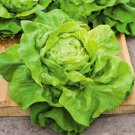 Lettuce Seeds Bibb Lettuce Open Pollinated Vegetable Gardening