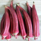 Okinawa Pink Okra Rare Seeds Us Seeds Open Pollinated Vegetable Gardening
