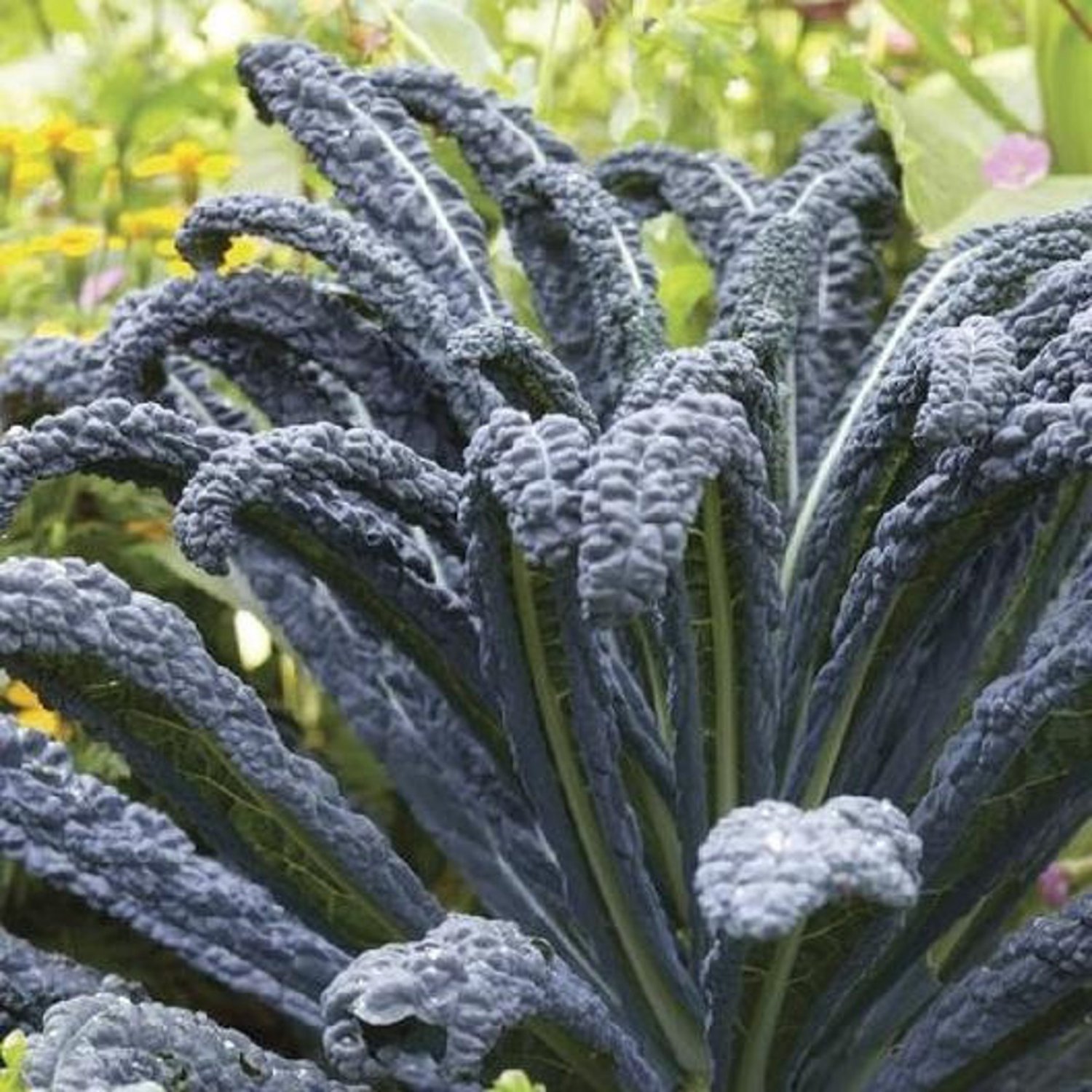 Kale Black Magic Seeds Vegetable Gardening