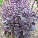 Herb Purple Basil Seeds Vegetable Gardening