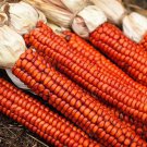 Corn Seeds Atomic Orange Open Pollinated Vegetable Gardening
