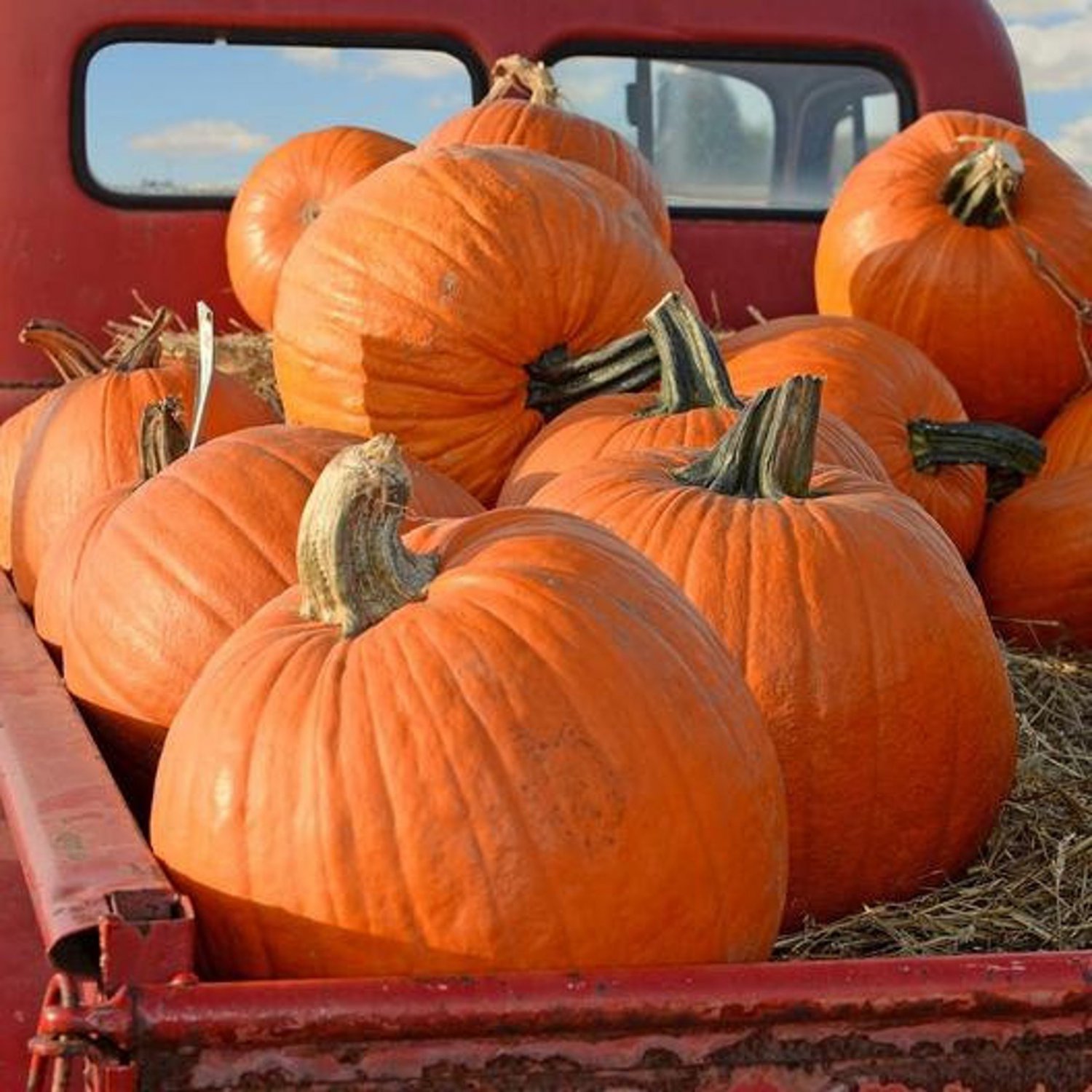 Pumpkin Seeds Big Max Vegetable Gardening