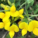 Flower Seeds Birdsfoot Trefoil Perennial Flowers Garden Pollinators Save The Bees Flower Gardening