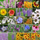 North American Native Wildflower Seed Mix Easy Care Great For Kids