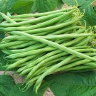 Landreth Stringless Bush Bean Seeds Open Pollinated Vegetable Gardening