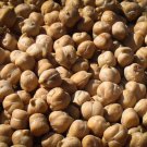 Garbanzo Bean Seeds Chickpea Seeds Open Pollinated Vegetable Gardening