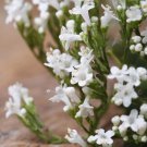 Valerian Herb Seeds Vegetable Gardening