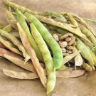 Pinto Bean Seeds Open Pollinated Vegetable Gardening