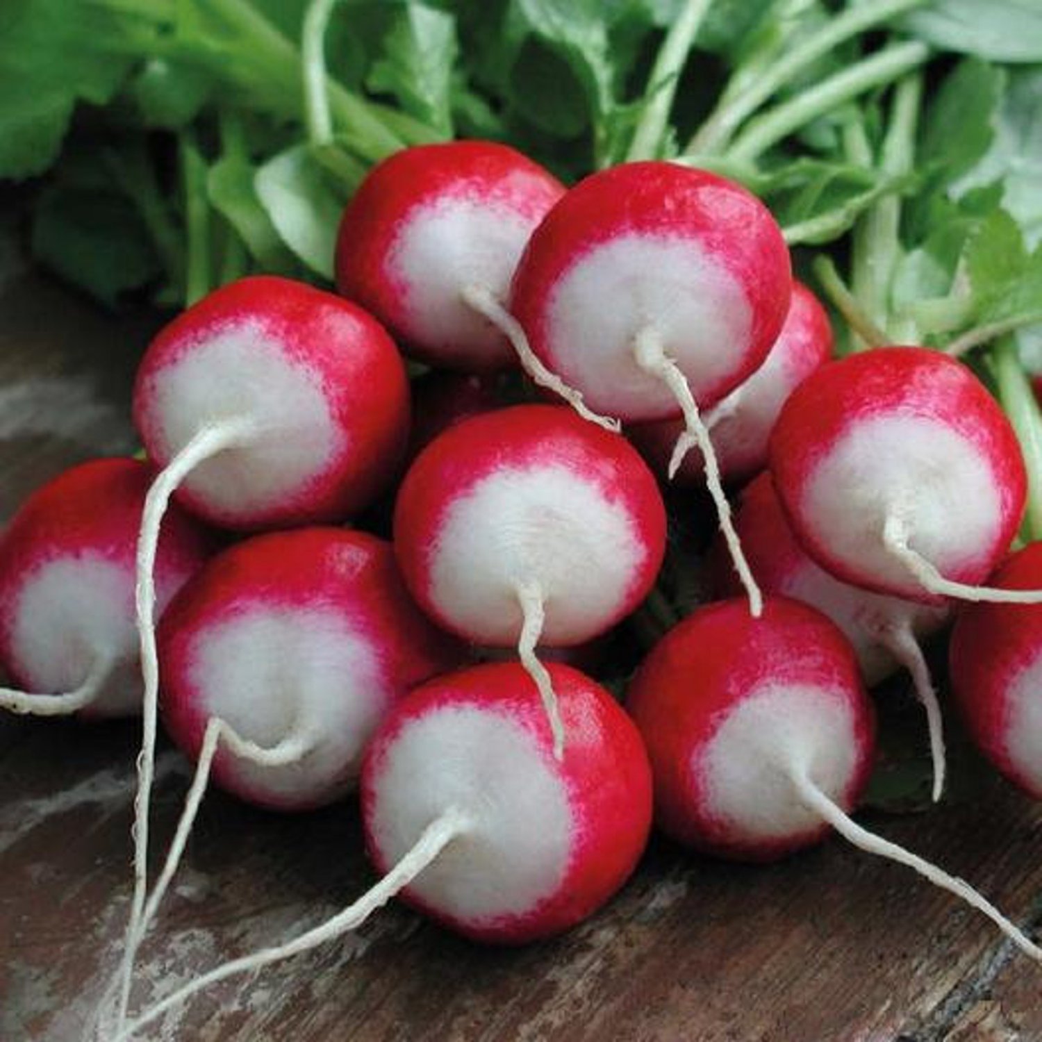Radish Seeds Sparkler White Tip Open Pollinated Vegetable Gardening