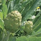 Artichoke Seeds Green Globe Vegetable Gardening