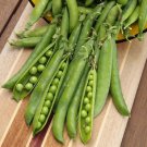 Pea Seeds Green Arrow Sweet Pea Seeds Open Pollinated Vegetable Gardening