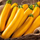 Squash Seeds Golden Delight Zucchini Open Pollinated Fruit Vegetable Gardening