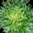 Curly Endive Seeds Green Cur Ruffec Open Pollinated Vegetable Gardening