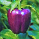 Purple Beauty Bell Pepper Seeds Open Pollinated Seeds Vegetable Gardening
