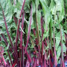 Dandelion Green Seeds Italian Red Vegetable Gardening
