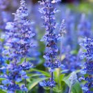 Hyssop Seeds Herb Seeds Open Pollinated Seeds Vegetable Gardening