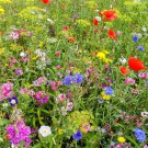Edible Flower Mix Flower Seeds Gourmet Edible Flowers Mix – A Flower Patch You Can Eat