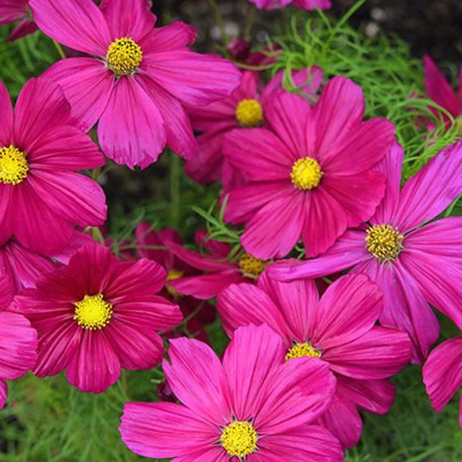 Cosmos Candyfloss Red Easy Care Great For Kids Annual Flower Mix Cut Flower Mix Spring Gardening