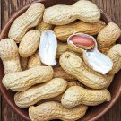 Peanut Seeds Wynne Peanut Open Pollinated Vegetable Gardening