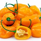 Hot Pepper Seeds Orange Carolina Reaper Harvest Vegetable Gardening