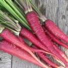 Scarlet Red Carrot Seeds Atomic Red Carrots Vegetable Gardening
