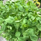Pea Shoot Seeds Sprouting Seeds Microgreens Open Pollinated Vegetable Gardening