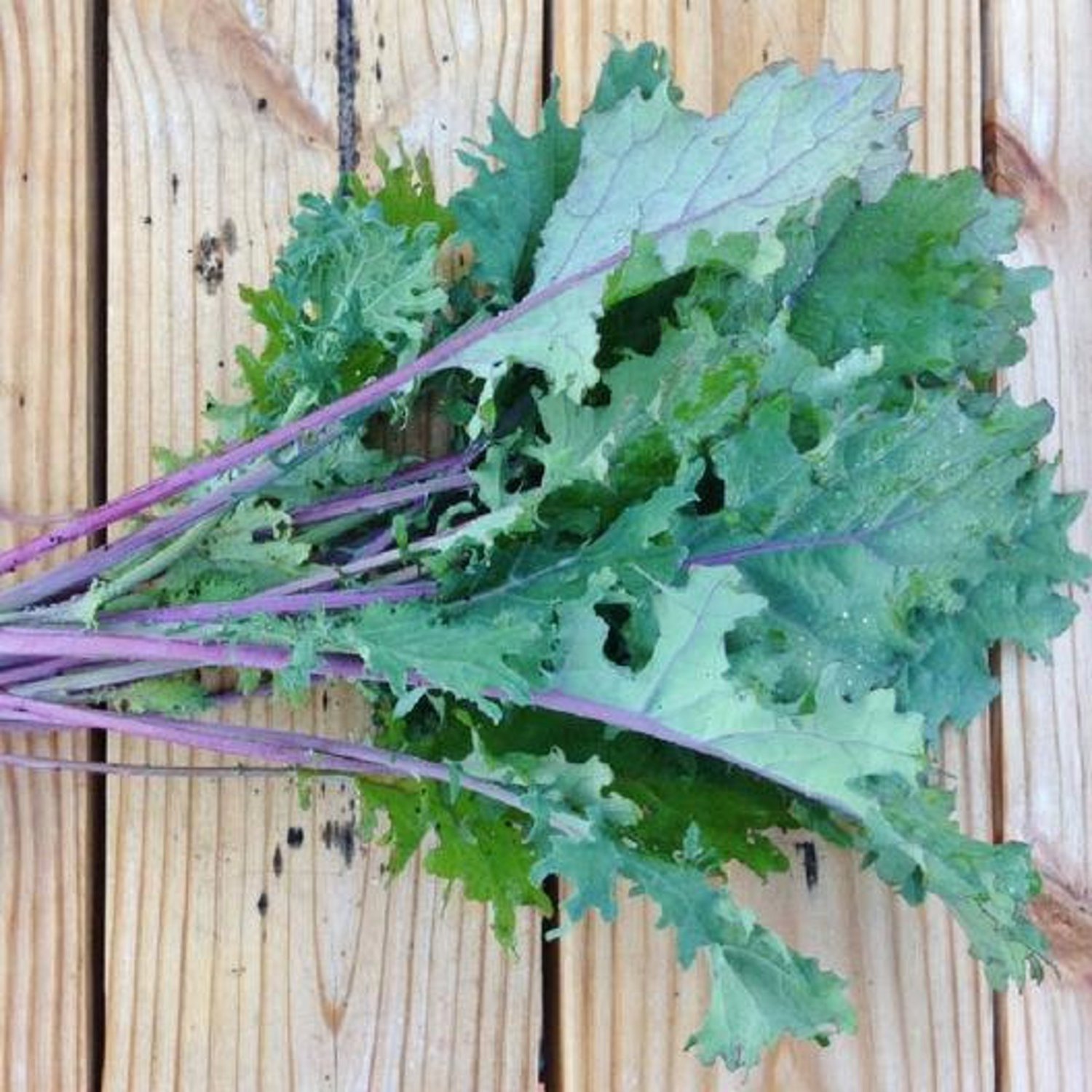 Kale Seeds Red Russian Vegetable Gardening
