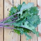 Kale Seeds Red Russian Vegetable Gardening