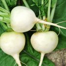 Radish Seeds White Hailstone Radish Open Pollinated Vegetable Gardening