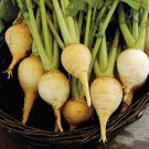 Turnip Seeds Golden Globe Turnips Vegetable Gardening
