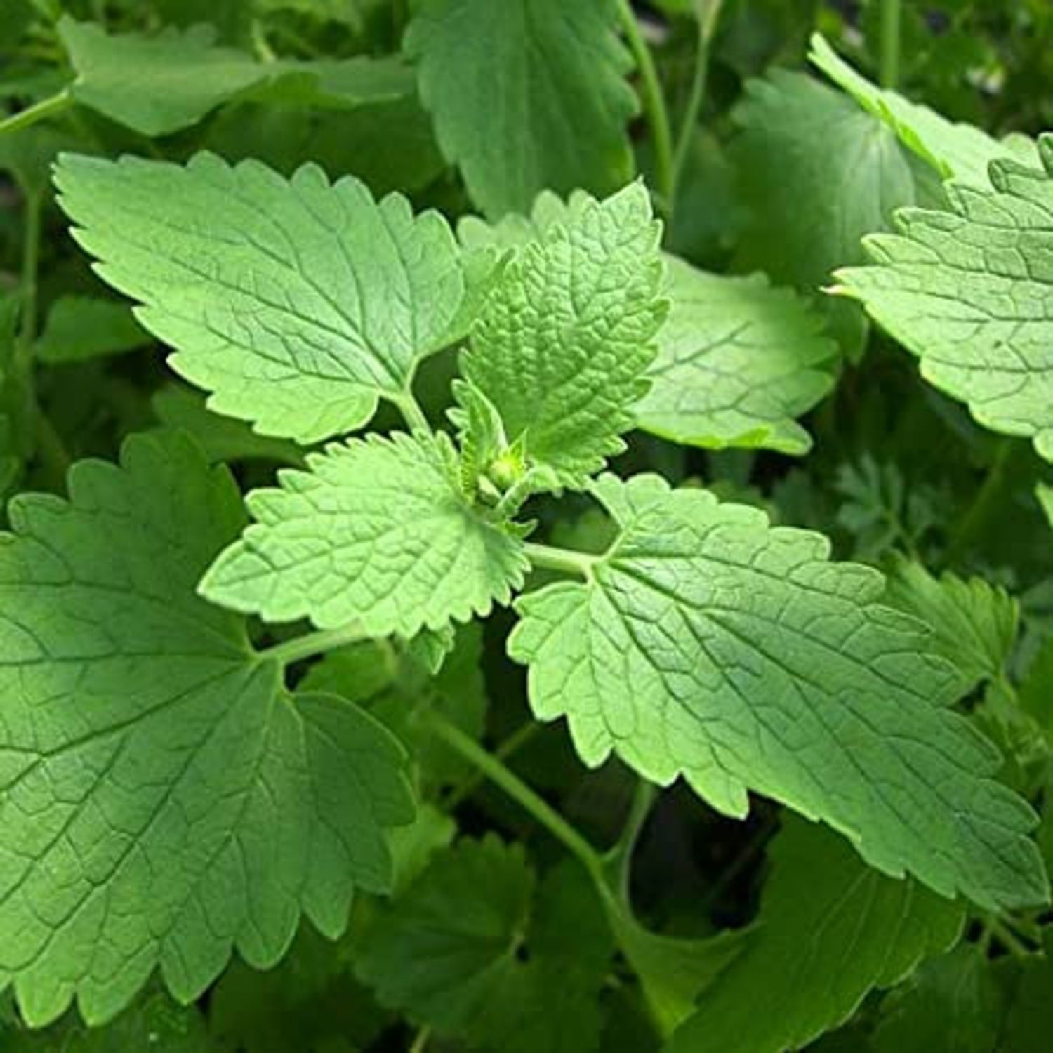 Catnip Seeds Open Pollinated Vegetable Gardening Herb Seeds