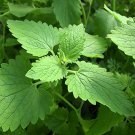 Catnip Seeds Open Pollinated Vegetable Gardening Herb Seeds