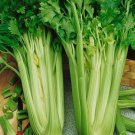 Celery Seeds Tall Utah Open Pollinated Vegetable Gardening