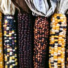 Indian Corn Seeds Ornamental Corn Open Pollinated Vegetable Gardening