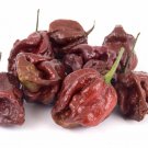 Hot Pepper Seeds Trinidad Scorpion Chocolate Open Pollinated Vegetable Gardening