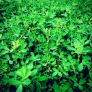 Alfalfa Seeds Herb Seeds Vegetable Gardening Gardening
