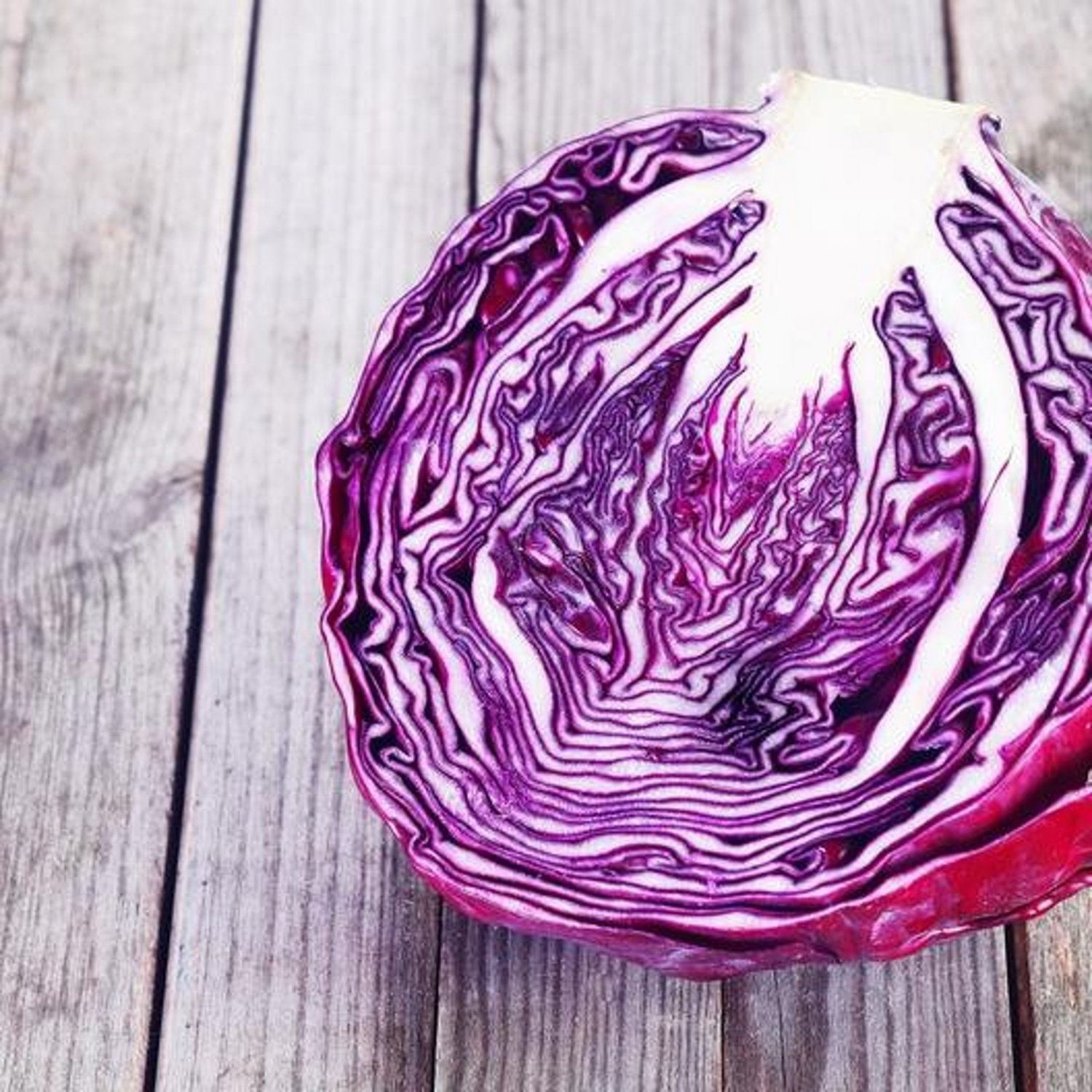 Red Acre Cabbage Seeds Red Acre Cabbage Open Pollinated Vegetable Gardening